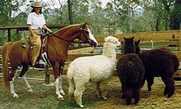 wendyhorsealpacas